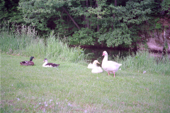 1989-Wiltz-0020
