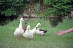 1989-Wiltz-0021