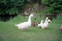 1989-Wiltz-0022